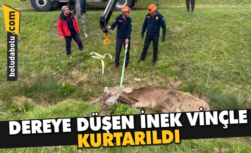 Bolu’da dereye düşen inek vinçle kurtarıldı