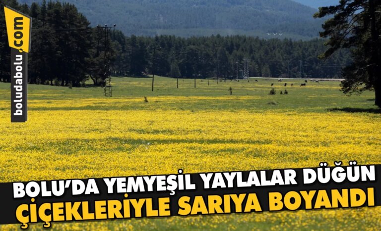 Bolu’da yemyeşil yaylalar düğün çiçekleriyle sarıya boyandı