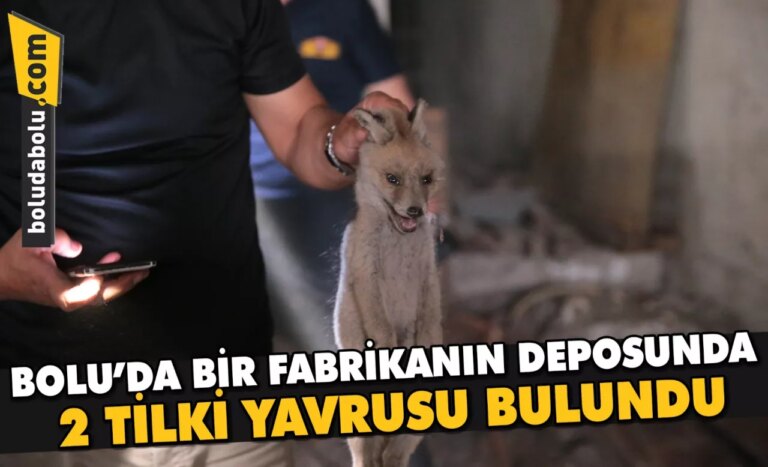 Bolu’da fabrikanın deposunda 2 tilki yavrusu bulundu