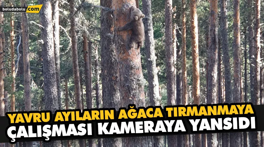 YAVRU AYILARIN AĞACA TIRMANMAYA ÇALIŞMASI KAMERAYA YANSIDI YAVRU AYILARIN AĞACA TIRMANMAYA ÇALIŞMASI KAMERAYA YANSIDI