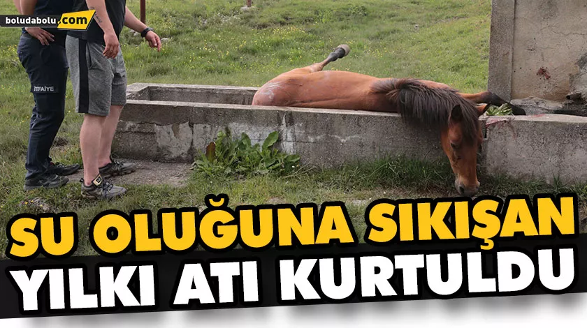 BOLU’DA SU OLUĞUNA SIKIŞAN YILKI ATI KURTULDU BOLU’DA SU OLUĞUNA SIKIŞAN YILKI ATI KURTULDU