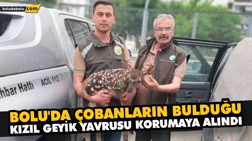 BOLU’DA ÇOBANLARIN BULDUĞU KIZIL GEYİK YAVRUSU KORUMAYA ALINDI BOLU’DA ÇOBANLARIN BULDUĞU KIZIL GEYİK YAVRUSU KORUMAYA ALINDI