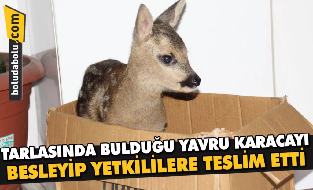 Tarlasında bulduğu yavru karacayı besleyip yetkililere teslim etti Tarlasında bulduğu yavru karacayı besleyip yetkililere teslim etti