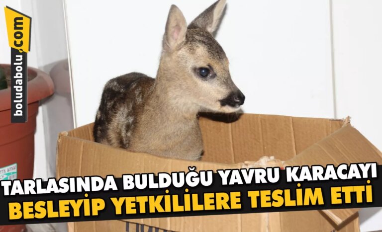 Tarlasında bulduğu yavru karacayı besleyip yetkililere teslim etti