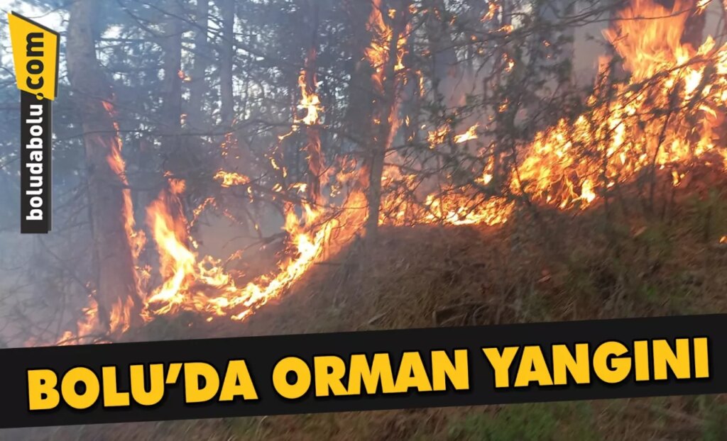 Bolu’da orman yangını
