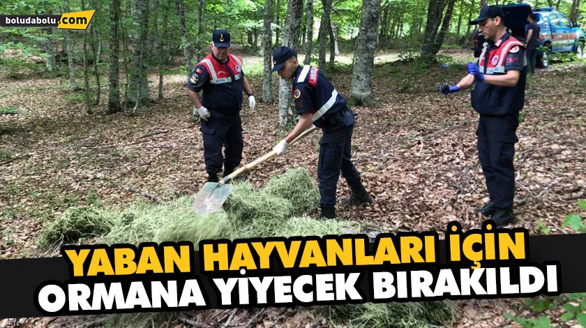 MENGEN’DE YABAN HAYVANLARI İÇİN ORMANA YİYECEK BIRAKILDI