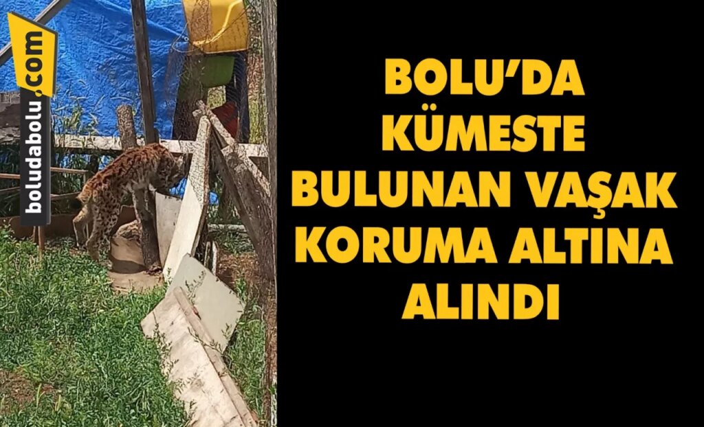 Bolu’da kümeste bulunan vaşak korumaya alındı