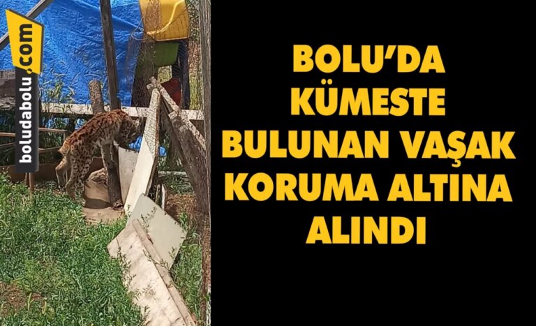 Bolu’da kümeste bulunan vaşak korumaya alındı