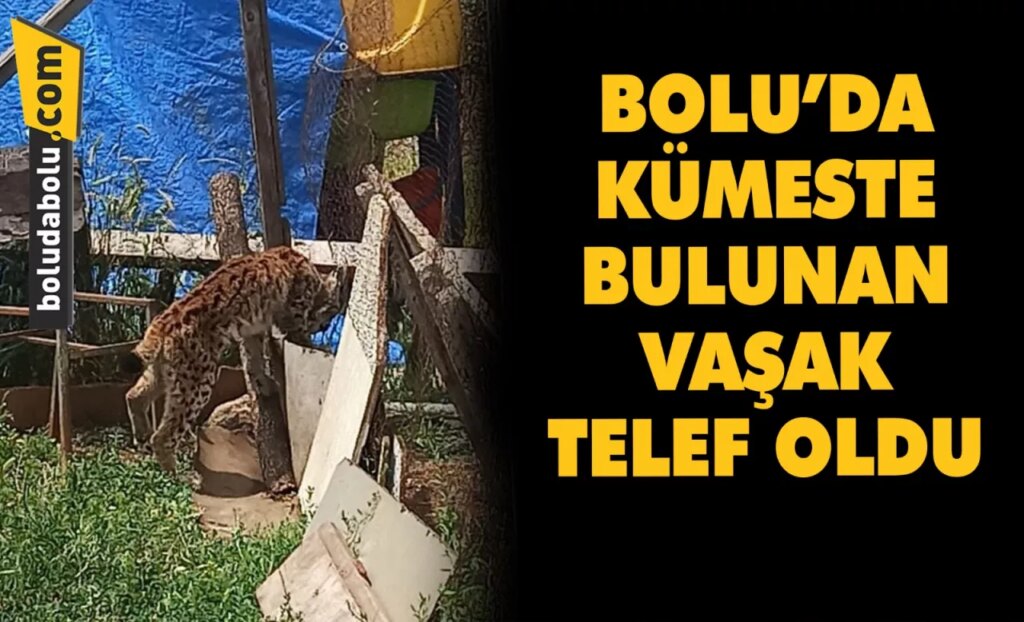 Bolu’da kümeste bulunan vaşak telef oldu Bolu’da kümeste bulunan vaşak telef oldu