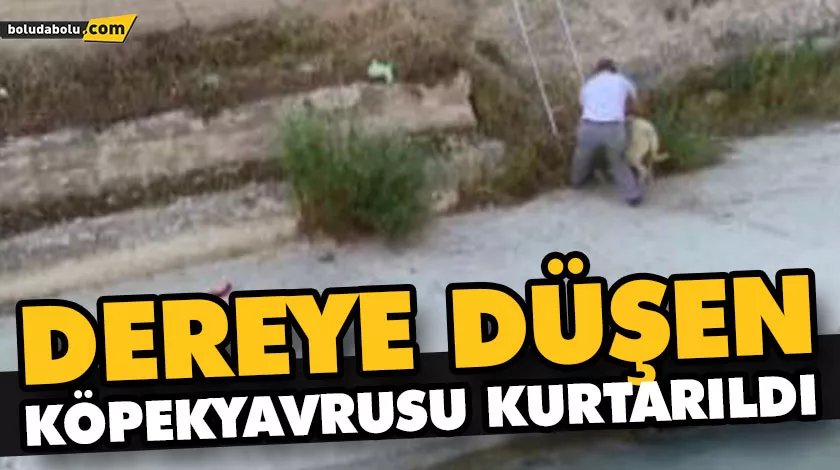 DEREYE DÜŞEN KÖPEK YAVRUSU KURTARILDI DEREYE DÜŞEN KÖPEK YAVRUSU KURTARILDI