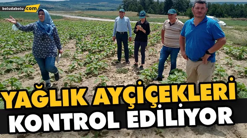 YAĞLIK AYÇİÇEKLERİ KONTROL EDİLİYOR YAĞLIK AYÇİÇEKLERİ KONTROL EDİLİYOR
