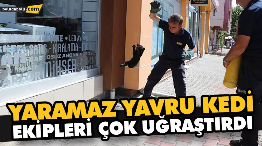 YARAMAZ YAVRU KEDİ EKİPLERİ ÇOK UĞRAŞTIRDI YARAMAZ YAVRU KEDİ EKİPLERİ ÇOK UĞRAŞTIRDI