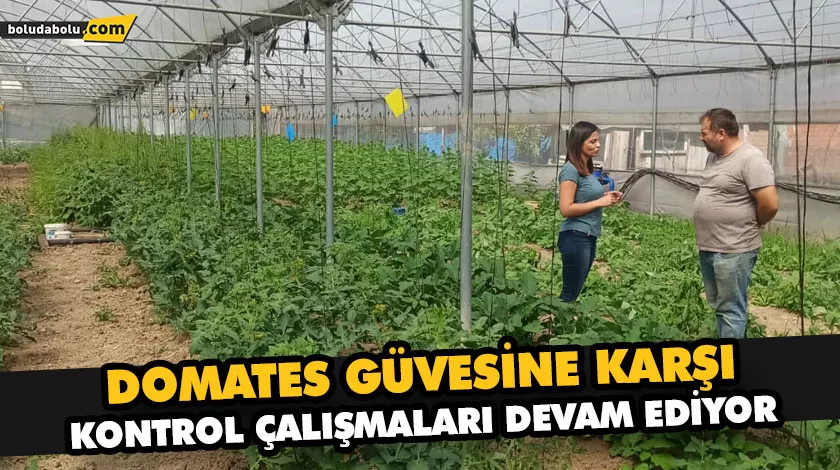DOMATES GÜVESİNE KARŞI KONTROL ÇALIŞMALARI DEVAM EDİYOR DOMATES GÜVESİNE KARŞI KONTROL ÇALIŞMALARI DEVAM EDİYOR
