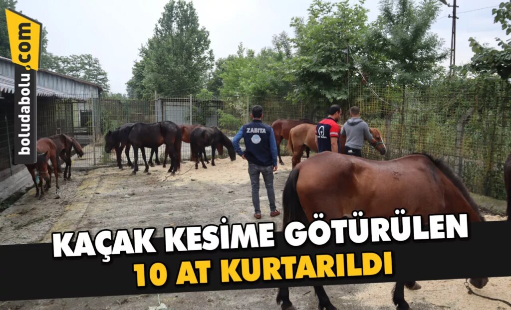 Düzce’de kaçak kesime götürülen 10 at kurtarıldı Düzce’de kaçak kesime götürülen 10 at kurtarıldı