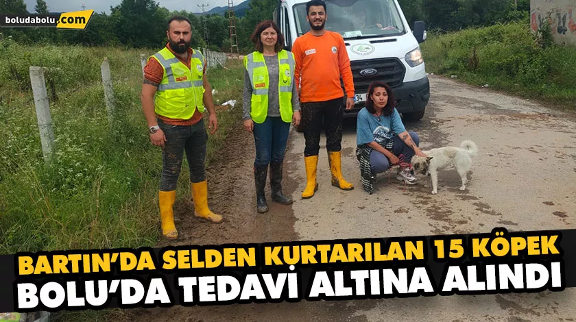 BARTIN’DA SELDEN KURTARILAN 15 KÖPEK BOLU’DA TEDAVİ ALTINA ALINDI BARTIN’DA SELDEN KURTARILAN 15 KÖPEK BOLU’DA TEDAVİ ALTINA ALINDI
