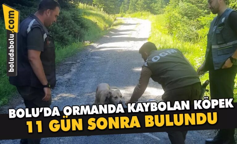 Bolu’da ormanda kaybolan köpek 11 gün sonra bulundu