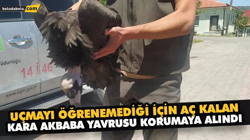 UÇMAYI ÖĞRENEMEDİĞİ İÇİN AÇ KALAN KARA AKBABA YAVRUSU KORUMAYA ALINDI UÇMAYI ÖĞRENEMEDİĞİ İÇİN AÇ KALAN KARA AKBABA YAVRUSU KORUMAYA ALINDI