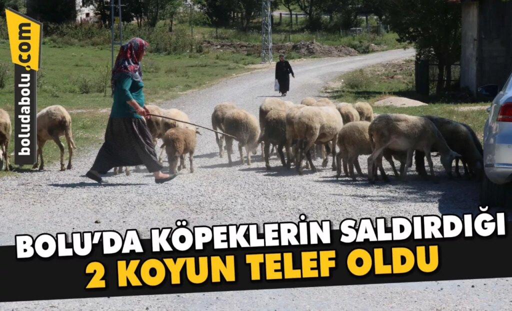 Bolu’da köpeklerin saldırdığı 2 koyun telef oldu, 6’sı yaralandı Bolu’da köpeklerin saldırdığı 2 koyun telef oldu, 6’sı yaralandı