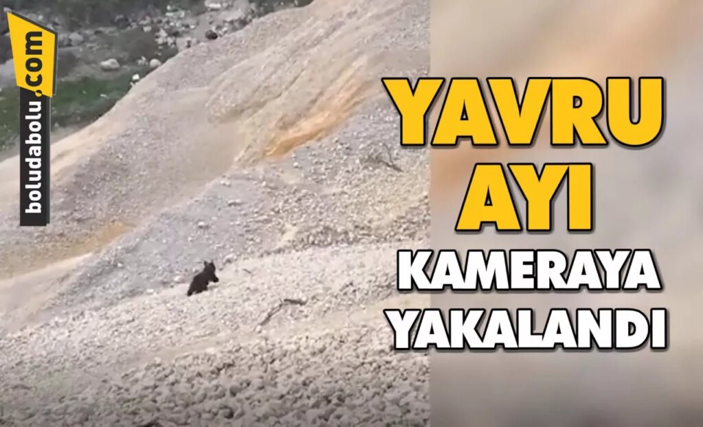 Bolu’da ayı yavrusu cep telefonuyla görüntülendi