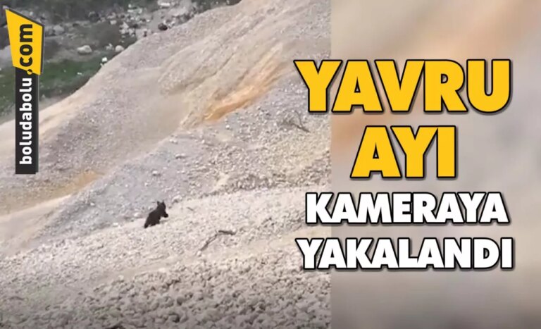 Bolu’da ayı yavrusu cep telefonuyla görüntülendi