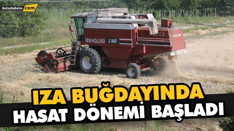 IZA BUĞDAYINDA HASAT DÖNEMİ BAŞLADI