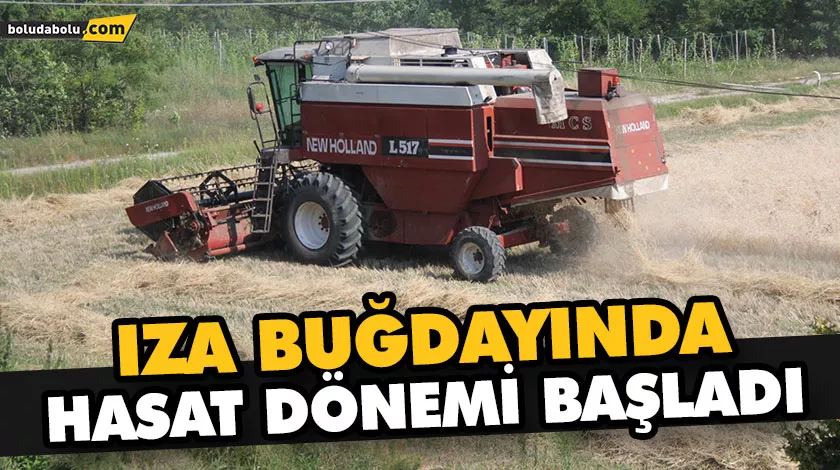 IZA BUĞDAYINDA HASAT DÖNEMİ BAŞLADI IZA BUĞDAYINDA HASAT DÖNEMİ BAŞLADI