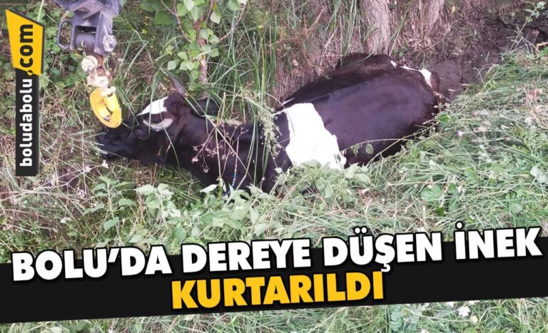 Bolu’da dereye düşen inek kurtarıldı