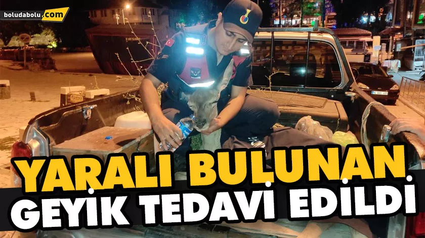 YARALI BULUNAN GEYİK TEDAVİ EDİLDİ YARALI BULUNAN GEYİK TEDAVİ EDİLDİ