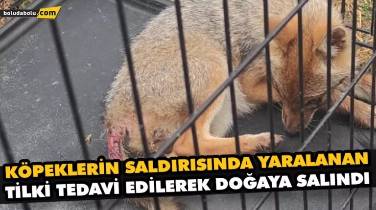 KÖPEKLERİN SALDIRISINDA YARALANAN TİLKİ TEDAVİ EDİLEREK DOĞAYA SALINDI