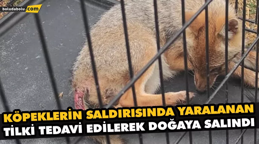 KÖPEKLERİN SALDIRISINDA YARALANAN TİLKİ TEDAVİ EDİLEREK DOĞAYA SALINDI KÖPEKLERİN SALDIRISINDA YARALANAN TİLKİ TEDAVİ EDİLEREK DOĞAYA SALINDI