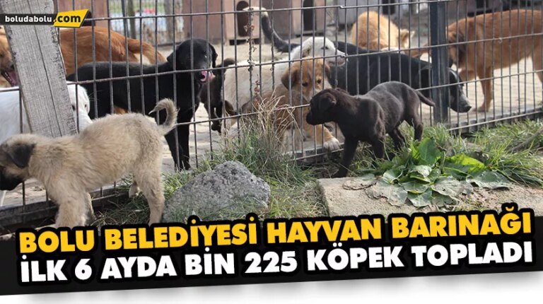 “ÇEVRE İL, İLÇE BELEDİYELERİ TARAFINDAN AŞIRI KÖPEK BIRAKIMI MEVCUT”