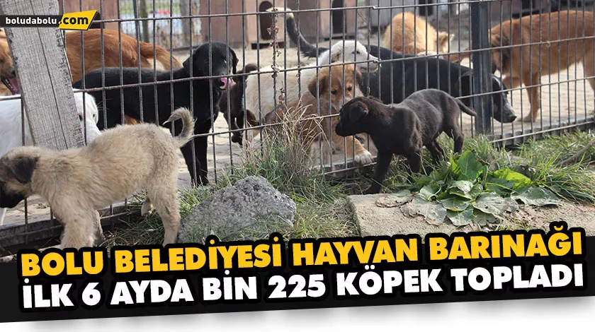 “ÇEVRE İL, İLÇE BELEDİYELERİ TARAFINDAN AŞIRI KÖPEK BIRAKIMI MEVCUT” “ÇEVRE İL, İLÇE BELEDİYELERİ TARAFINDAN AŞIRI KÖPEK BIRAKIMI MEVCUT”