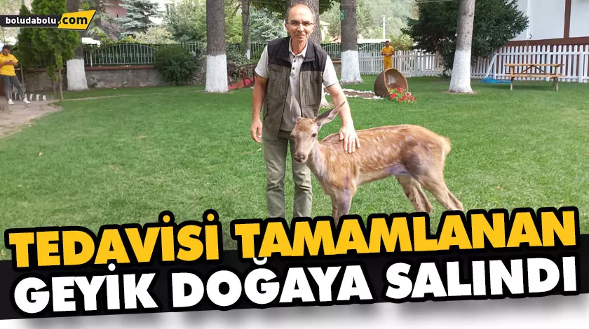 TEDAVİSİ TAMAMLANAN GEYİK DOĞAYA SALINDI TEDAVİSİ TAMAMLANAN GEYİK DOĞAYA SALINDI