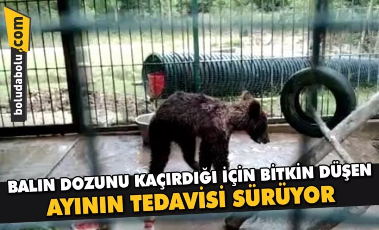 Balın dozunu kaçırdığı için bitkin düşen ayının tedavisi sürüyor