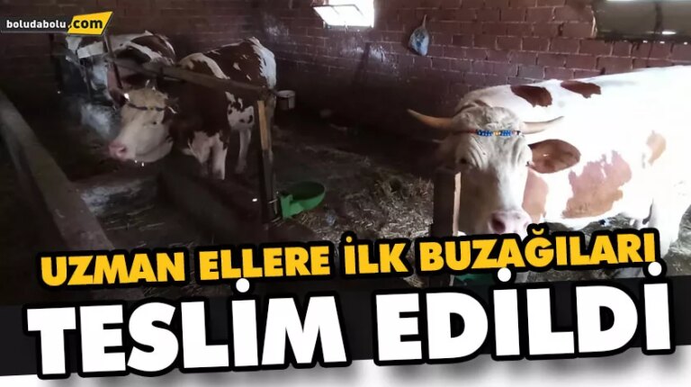“UZMAN ELLERİMİZİN İLK BUZAĞILARI HAYIRLI OLSUN”