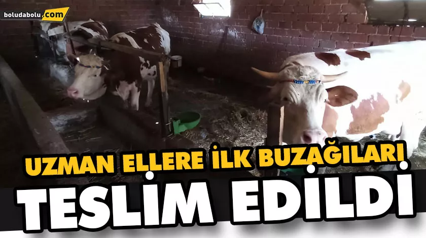“UZMAN ELLERİMİZİN İLK BUZAĞILARI HAYIRLI OLSUN” “UZMAN ELLERİMİZİN İLK BUZAĞILARI HAYIRLI OLSUN”