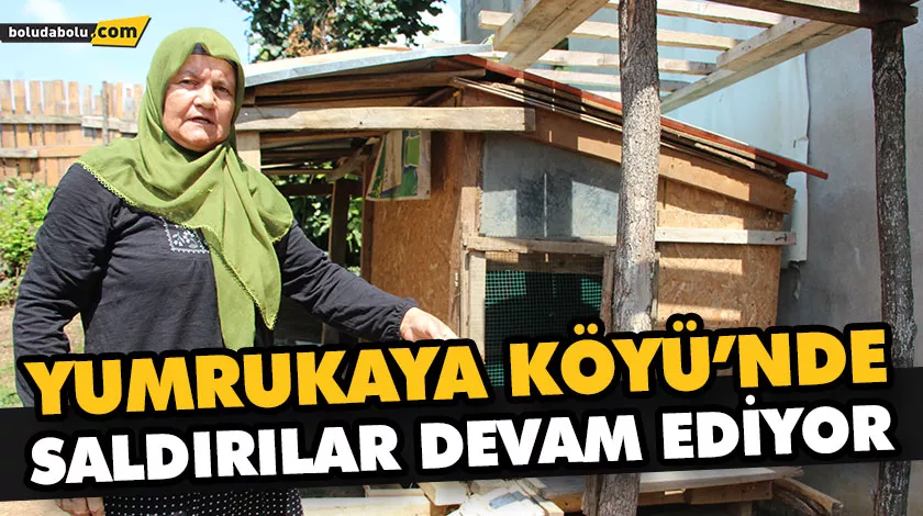 KOYUNLARDAN SONRA TAVUK VE HİNDİLER DE TELEF OLDU KOYUNLARDAN SONRA TAVUK VE HİNDİLER DE TELEF OLDU