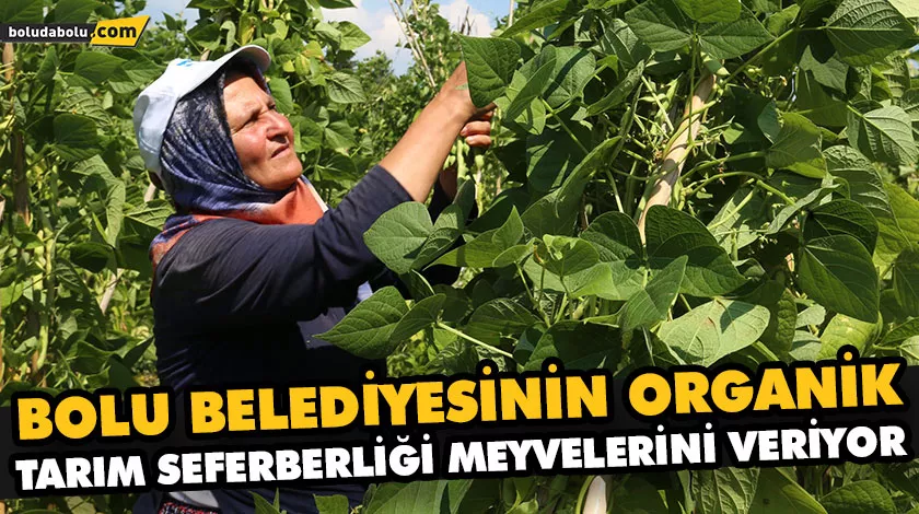 BOLU BELEDİYESİNİN ORGANİK TARIM SEFERBERLİĞİ MEYVELERİNİ VERİYOR BOLU BELEDİYESİNİN ORGANİK TARIM SEFERBERLİĞİ MEYVELERİNİ VERİYOR