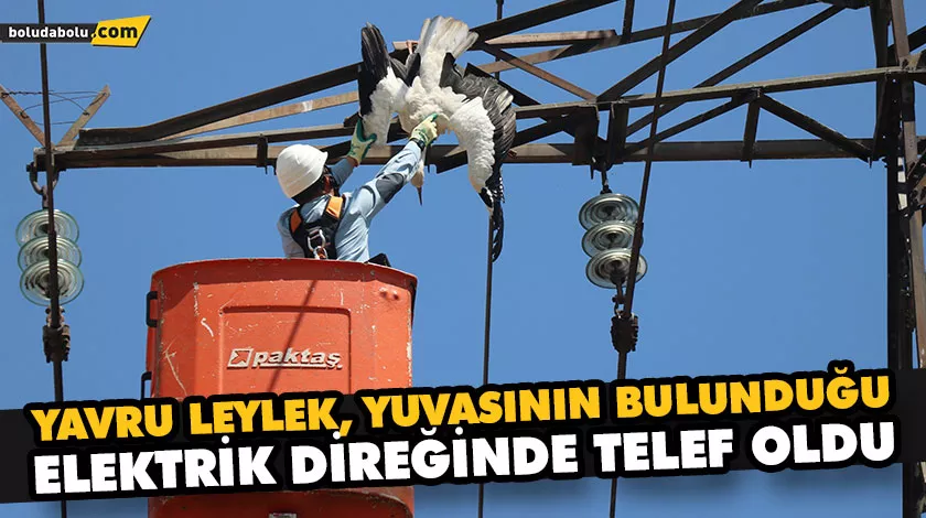 YAVRU LEYLEK, YUVASININ BULUNDUĞU ELEKTRİK DİREĞİNDE TELEF OLDU YAVRU LEYLEK, YUVASININ BULUNDUĞU ELEKTRİK DİREĞİNDE TELEF OLDU