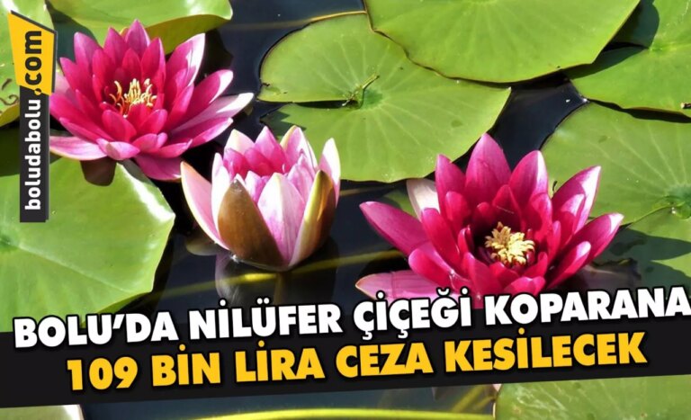 Bolu’da nilüfer çiçeği koparana 109 bin lira ceza kesilecek