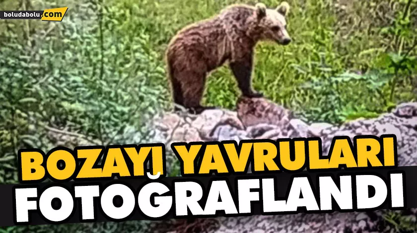 BOZAYI YAVRULARI FOTOĞRAFLANDI BOZAYI YAVRULARI FOTOĞRAFLANDI