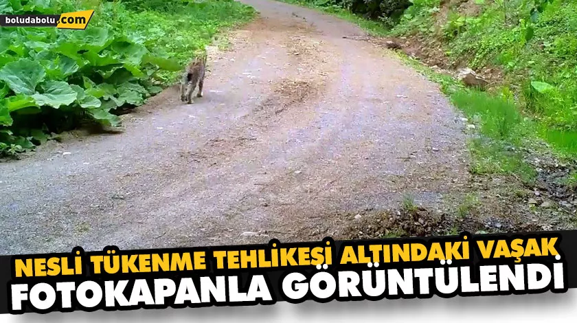 NESLİ TÜKENME TEHLİKESİ ALTINDAKİ VAŞAK FOTOKAPANLA GÖRÜNTÜLENDİ NESLİ TÜKENME TEHLİKESİ ALTINDAKİ VAŞAK FOTOKAPANLA GÖRÜNTÜLENDİ