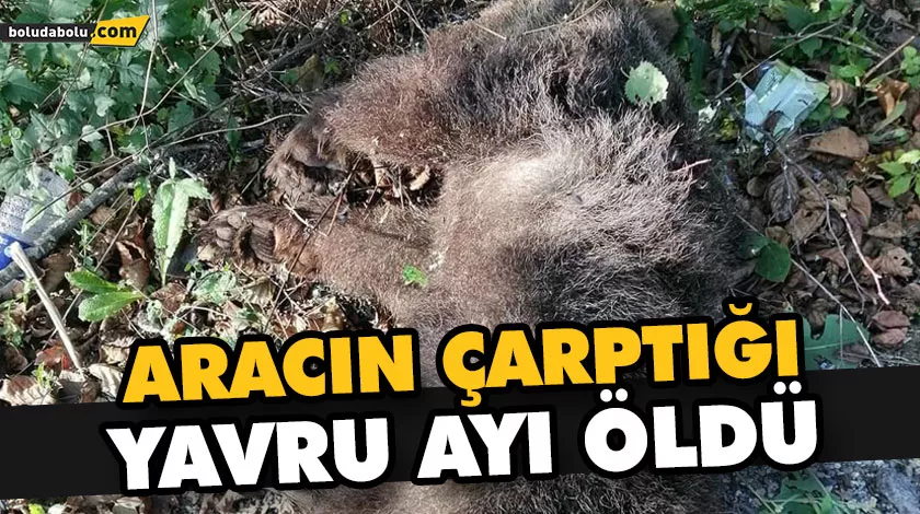 ARACIN ÇARPTIĞI YAVRU AYI ÖLDÜ ARACIN ÇARPTIĞI YAVRU AYI ÖLDÜ
