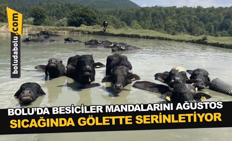 Bolu’da besiciler mandalarını ağustos sıcağında gölette serinletiyor