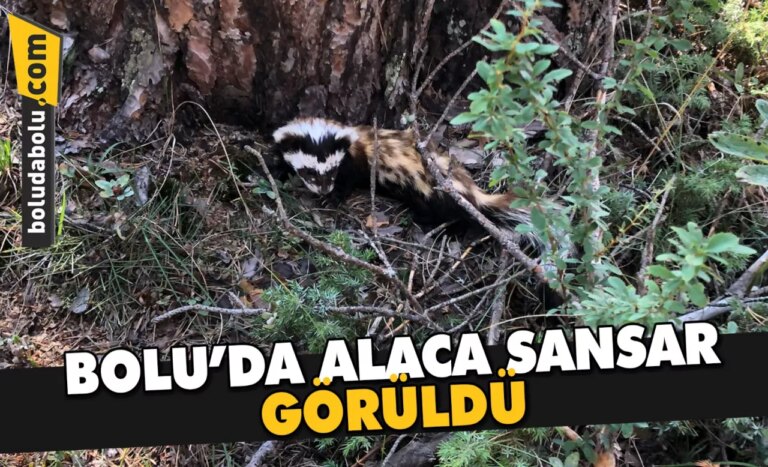 Bolu’da alaca sansar görüldü