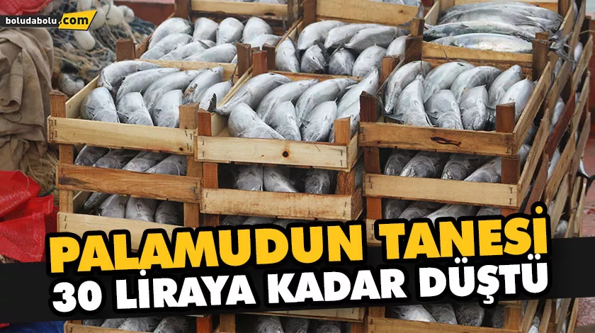 PALAMUDUN TANESİ 30 LİRAYA KADAR DÜŞTÜ PALAMUDUN TANESİ 30 LİRAYA KADAR DÜŞTÜ