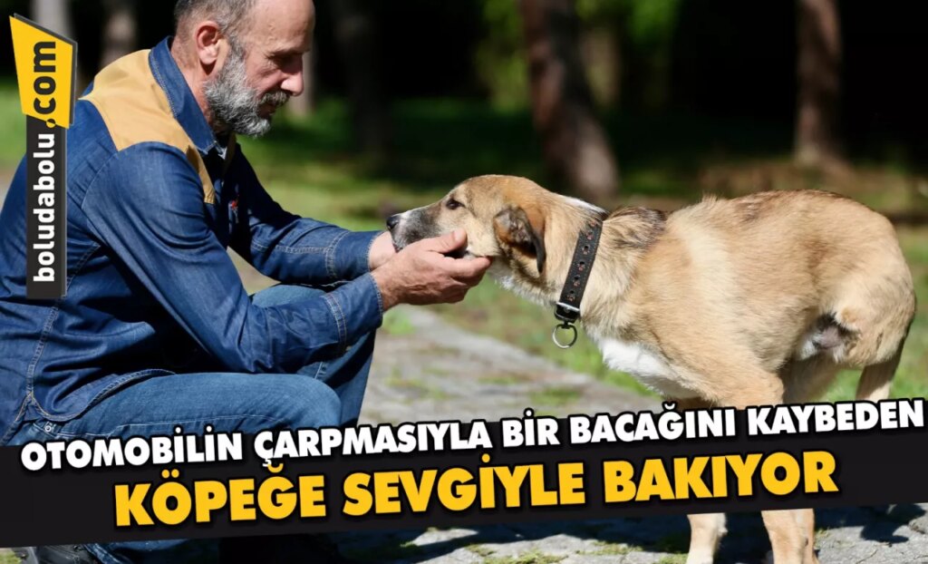 Otomobilin çarpmasıyla bir bacağını kaybeden köpeğe sevgiyle bakıyor Otomobilin çarpmasıyla bir bacağını kaybeden köpeğe sevgiyle bakıyor