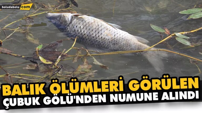 BALIK ÖLÜMLERİ GÖRÜLEN ÇUBUK GÖLÜ’NDEN NUMUNE ALINDI
