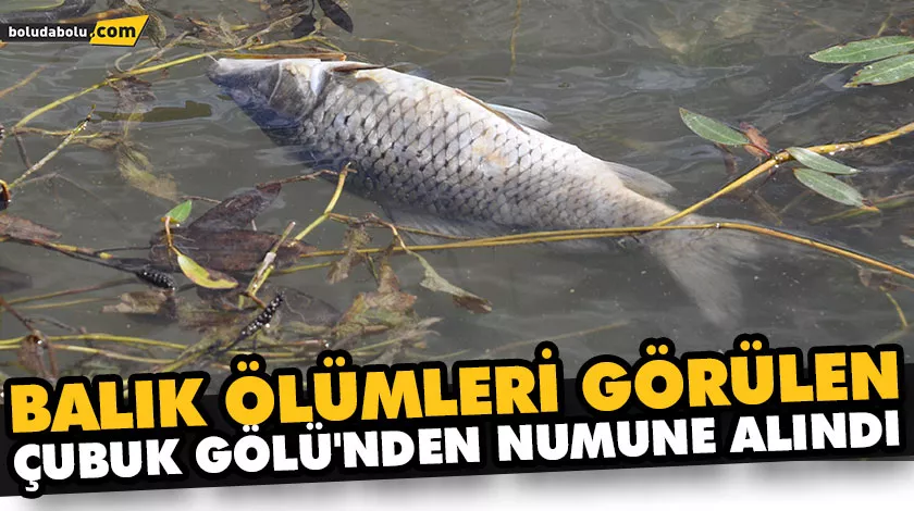 BALIK ÖLÜMLERİ GÖRÜLEN ÇUBUK GÖLÜ’NDEN NUMUNE ALINDI BALIK ÖLÜMLERİ GÖRÜLEN ÇUBUK GÖLÜ’NDEN NUMUNE ALINDI