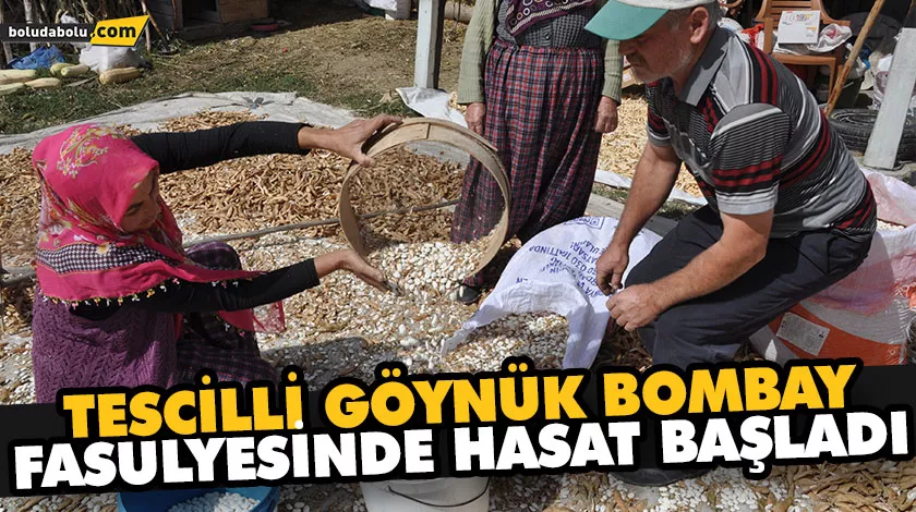 TESCİLLİ GÖYNÜK BOMBAY FASULYESİNDE HASAT BAŞLADI TESCİLLİ GÖYNÜK BOMBAY FASULYESİNDE HASAT BAŞLADI